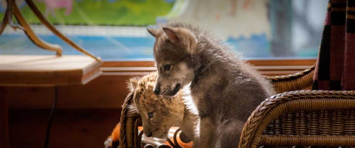 The Wolf and the Lion