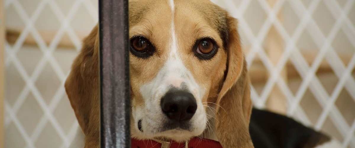 Watch Undercover Inside the Bunker