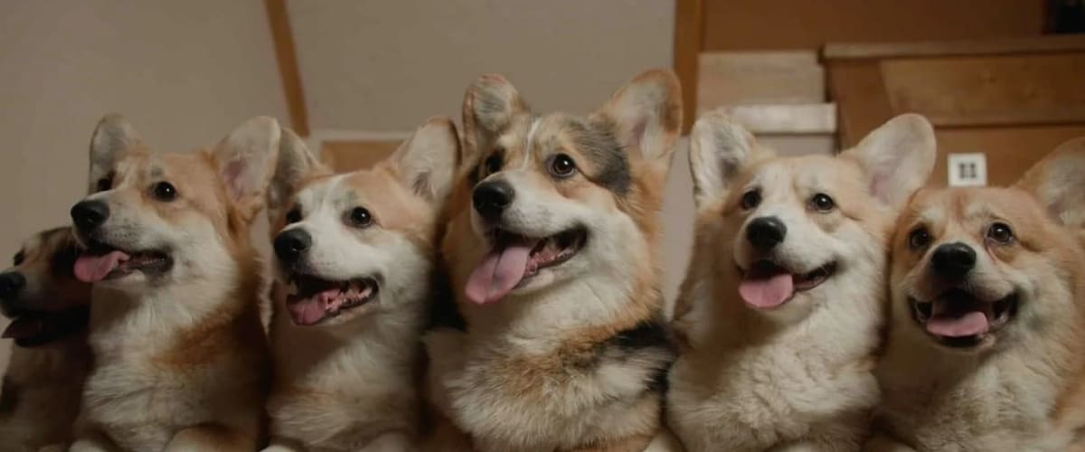 Us, Our Pets and the War