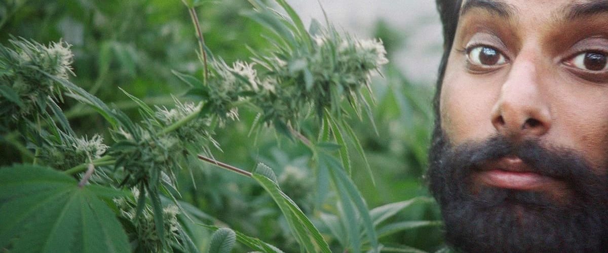 Weediquette - Season 1