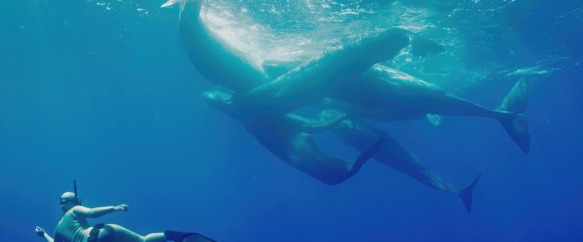 Welcome to Earth - Season 1