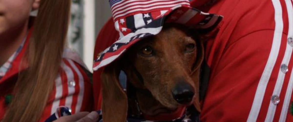 Wiener Dog Internationals