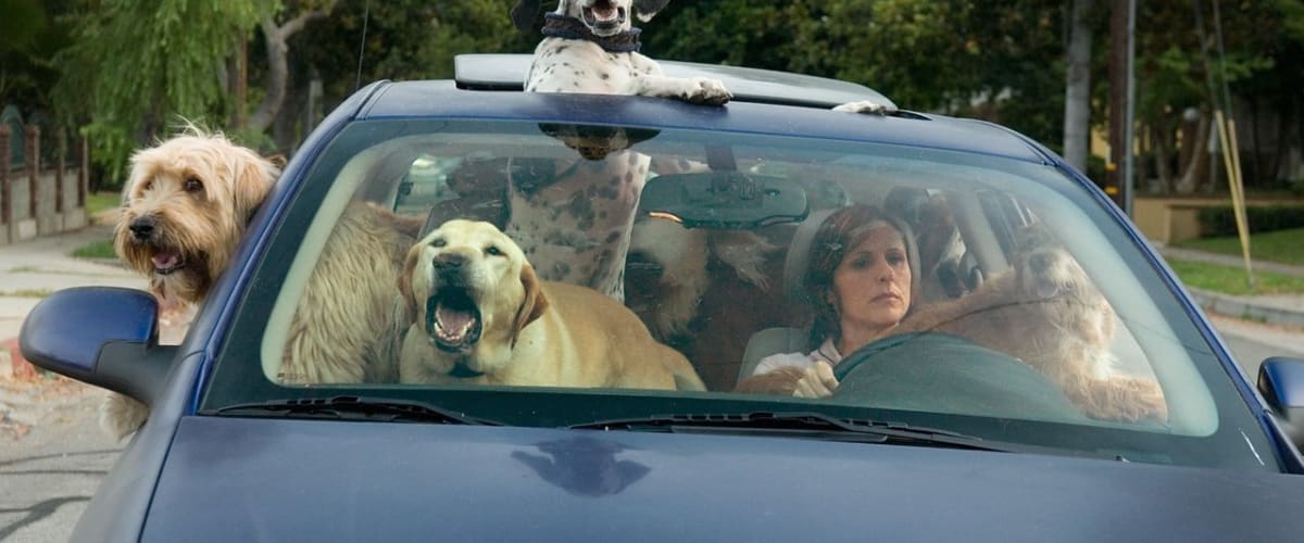 Watch Year of the Dog