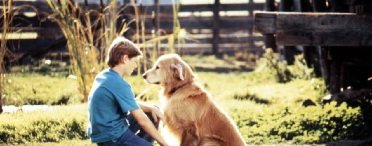 Homeward bound the incredible journey 123movies clearance