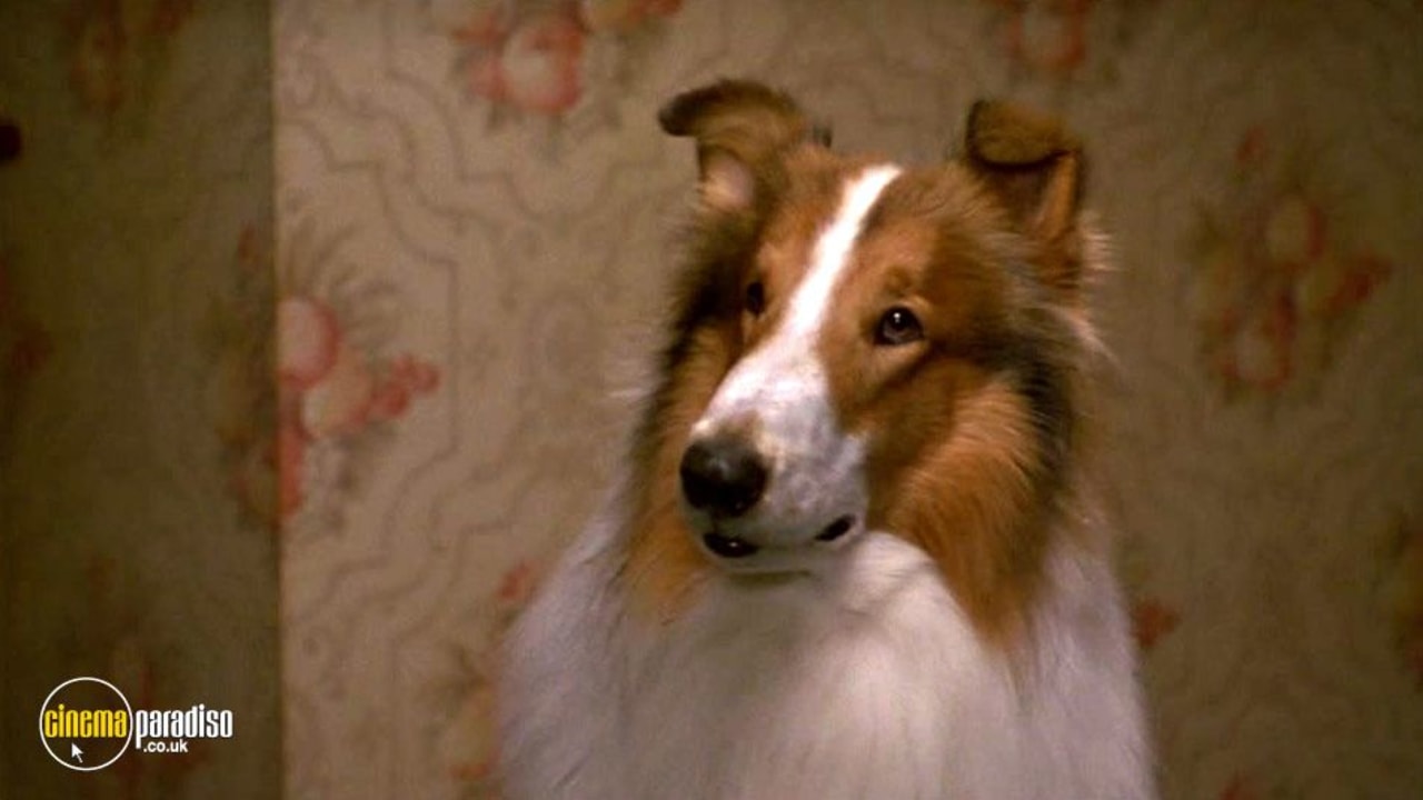 Lassie｜CATCHPLAY+ Watch Full Movie & Episodes Online