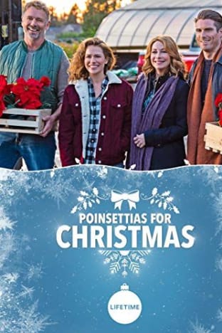 Poinsettias for Christmas